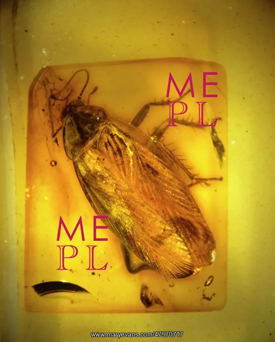 : Cockroach in Baltic amber : Cockroach in Baltic amber