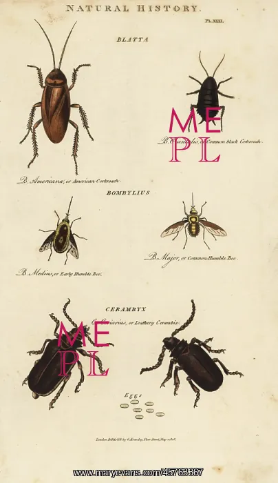 : Cockroach, bee and cerambyx beetle : Cockroach, bee and cerambyx beetle