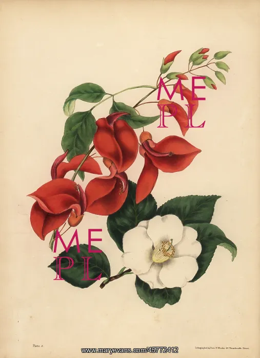 : Cock's Comb Coral Tree, Singularity; single : Cock's Comb Coral Tree, Singularity; single