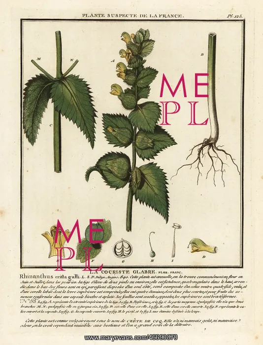 : Cock's comb, Rhinanthus crista-galli : Cock's comb, Rhinanthus crista-galli