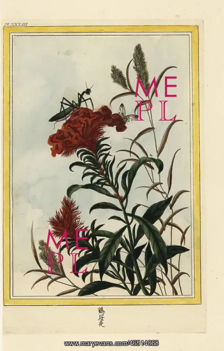 : Cockscomb, Celosia cristata, with praying mantis : Cockscomb, Celosia cristata, with praying mantis