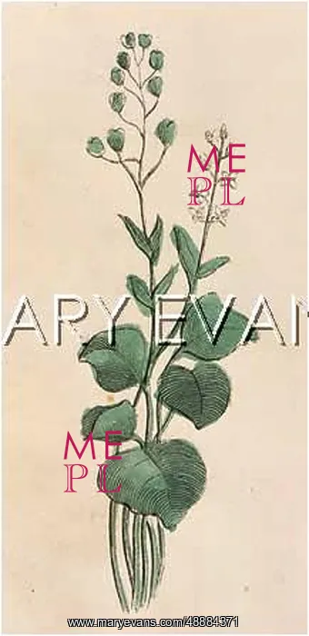  : COCLEARIA OFFICINALIS