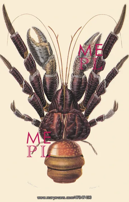  : Cocnut Crab (Birgus latro)