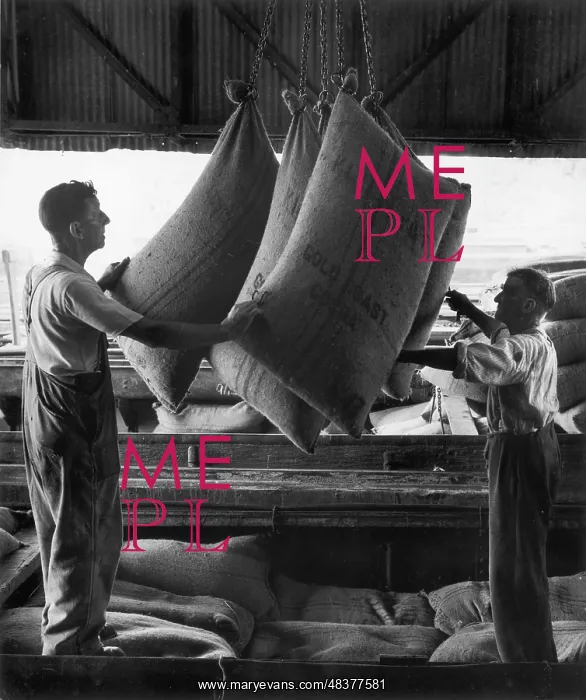 : Cocoa beans being lifted from a canal barge : Cocoa beans being lifted from a canal barge