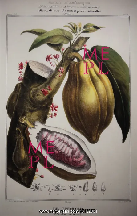 : Cocoa beans, Musee d'Aquitaine, Bordeaux, Aquitaine, France : Cocoa beans, Musee d'Aquitaine, Bordeaux, Aquitaine, France