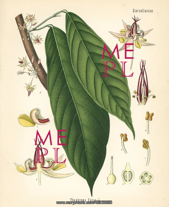 : Cocoa or cacao leaf, Theobroma cacao : Cocoa or cacao leaf, Theobroma cacao