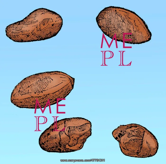 : Cocoa Seeds, 1605 : Cocoa Seeds, 1605