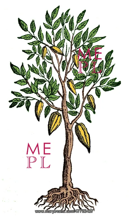 : Cocoa Tree, Theobroma Cacao, 1649 : Cocoa Tree, Theobroma Cacao, 1649