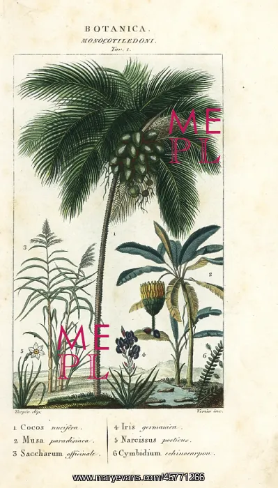 : Coconut, banana, sugar cane, etc : Coconut, banana, sugar cane, etc