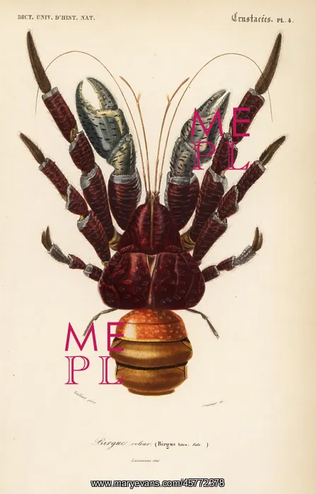 : Coconut crab, Birgus latro : Coconut crab, Birgus latro