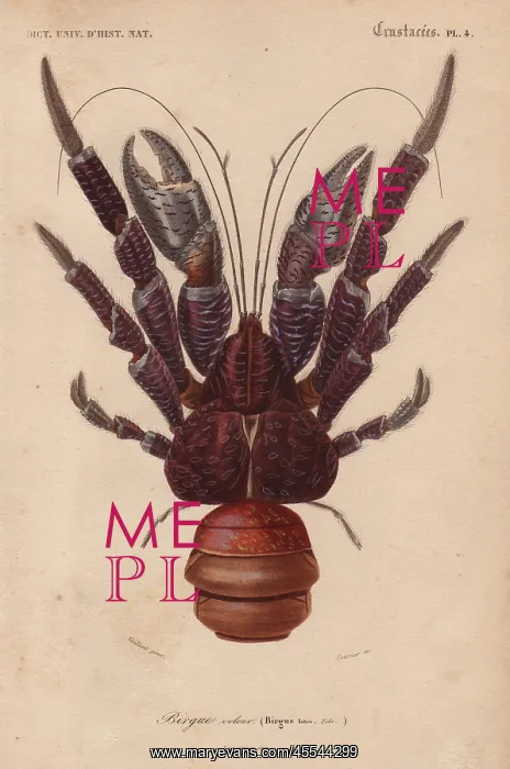 : Coconut crab, Birgus latroi : Coconut crab, Birgus latroi
