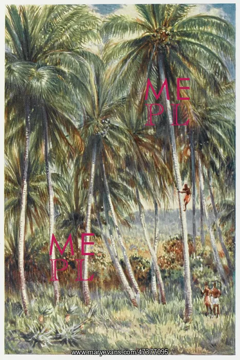 : COCONUT PALMS : COCONUT PALMS
