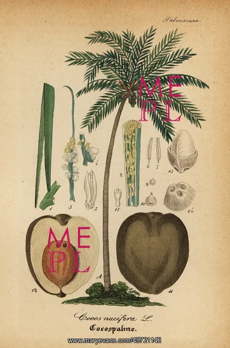 : Coconut tree, Cocos nucifera : Coconut tree, Cocos nucifera