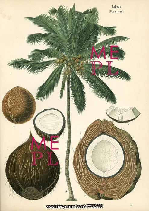 : Coconut tree, Cocos nucifera : Coconut tree, Cocos nucifera