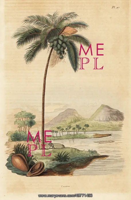 : Coconut tree, Cocos nucifera : Coconut tree, Cocos nucifera