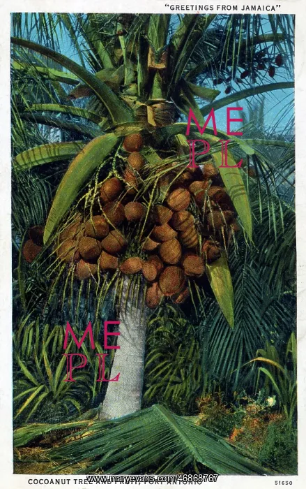  : Coconut Tree and Fruit, Port Antonio, Jamaica, West Indies