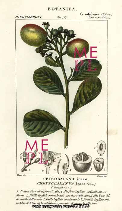 : Cocoplum, Chrysobalanus icaco : Cocoplum, Chrysobalanus icaco