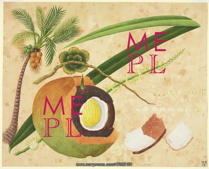 : Cocus nucifera, coconut palm : Cocus nucifera, coconut palm