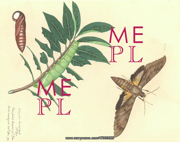 : Cocytius antaeus antaeus Drury, giant sphinx moth : Cocytius antaeus antaeus Drury, giant sphinx moth