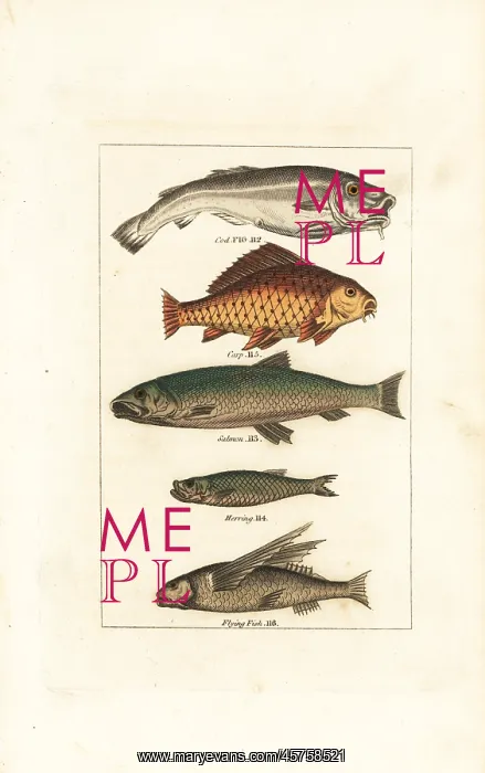 : Cod, carp, salmon, herring and flying fish : Cod, carp, salmon, herring and flying fish