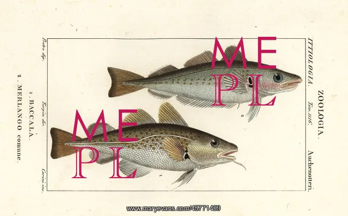 : Cod fish and whiting : Cod fish and whiting