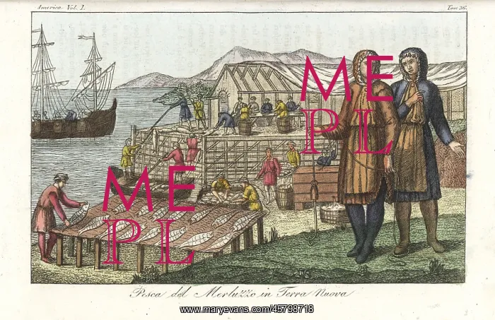 : Cod fishery in the New World : Cod fishery in the New World