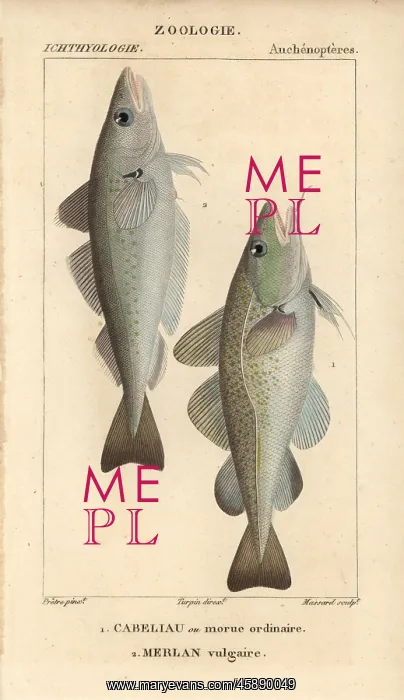 : Cod, Gadus morhua, and whiting, Merlangius merlangus : Cod, Gadus morhua, and whiting, Merlangius merlangus