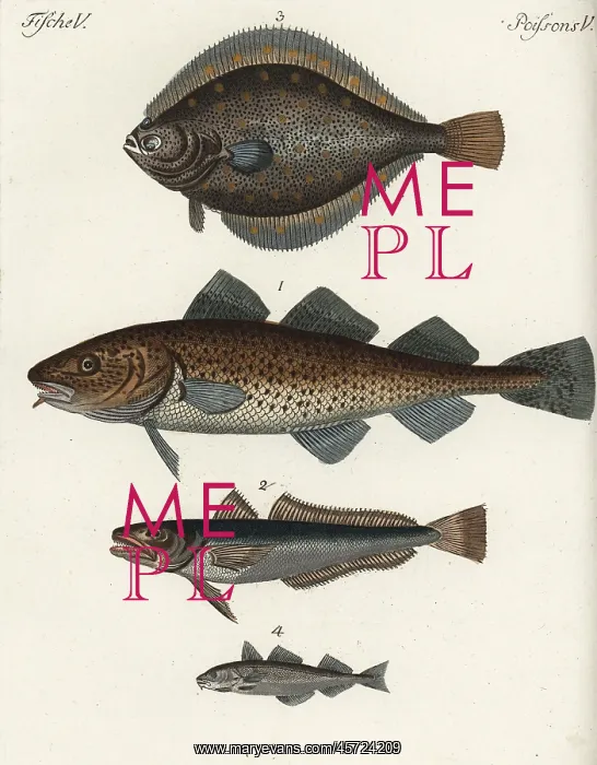 : Cod, hake, plaice and haddock : Cod, hake, plaice and haddock