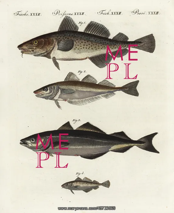 : Cod, whiting, pollock and poor cod : Cod, whiting, pollock and poor cod