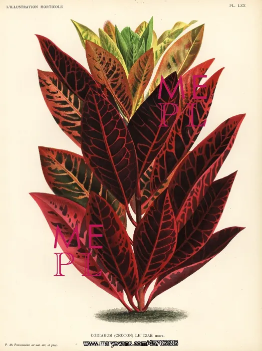 : Codiaeum hybrid, le Tzar : Codiaeum hybrid, le Tzar