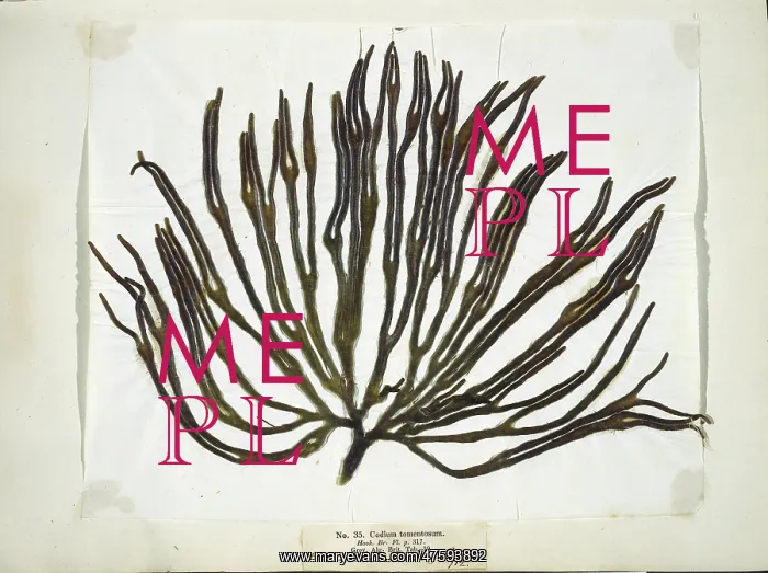  : Codium tomemtosus, seaweed