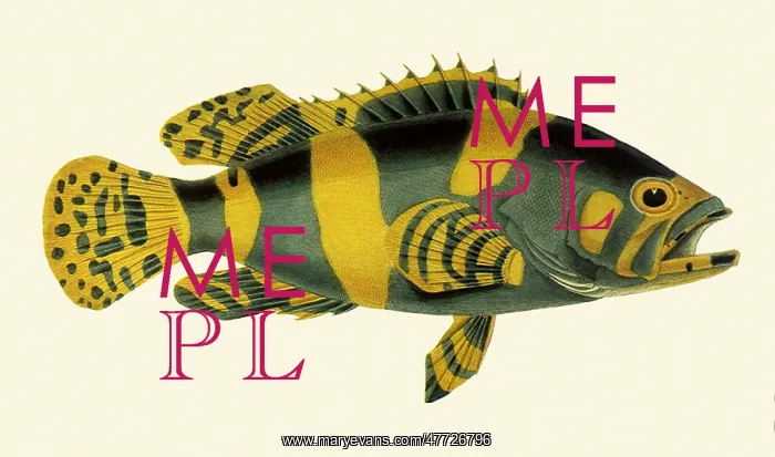  : Cods and Groupers