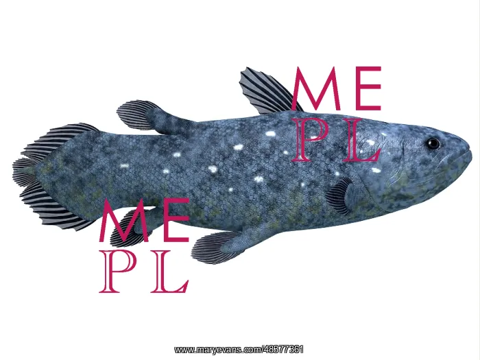 : Coelacanth fish against white background : Coelacanth fish against white background