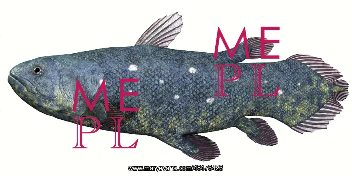 : Coelacanth fish against white background : Coelacanth fish against white background