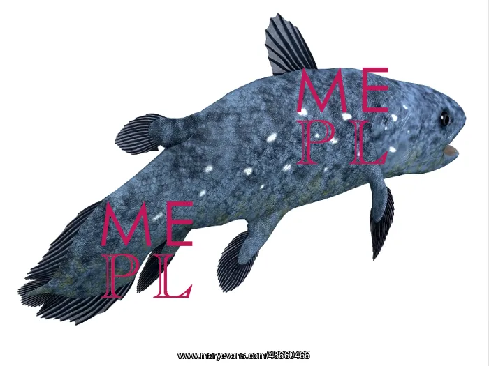 : Coelacanth fish on white background : Coelacanth fish on white background