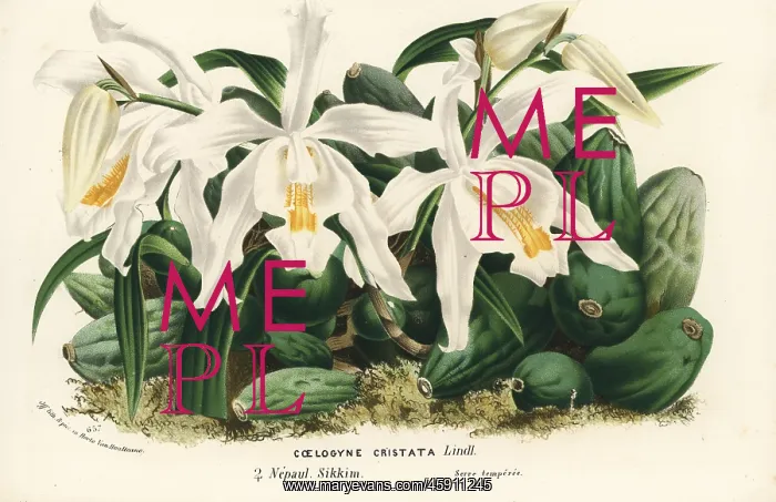 : Coelogyne cristata orchid : Coelogyne cristata orchid
