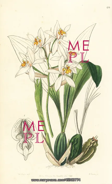 : Coelogyne nitida orchid : Coelogyne nitida orchid