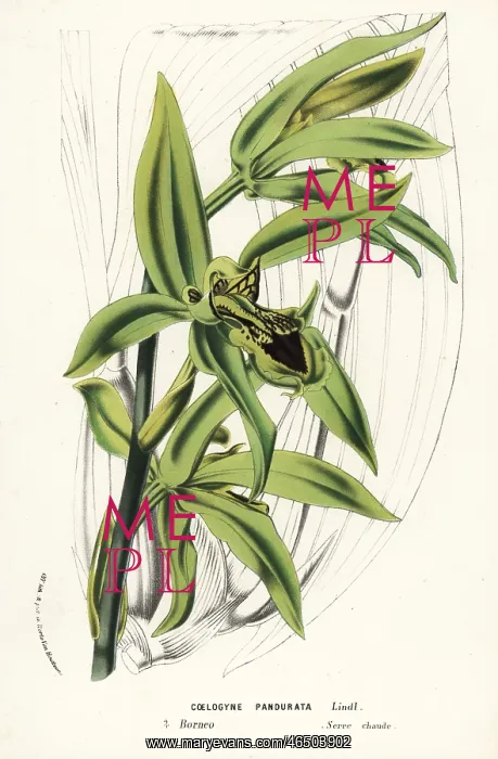 : Coelogyne pandurata orchid : Coelogyne pandurata orchid