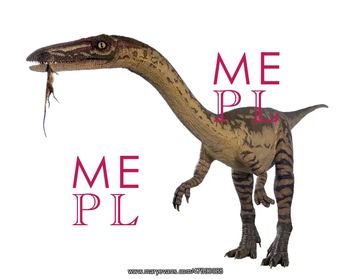 : Coelophysis : Coelophysis