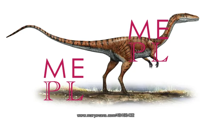 : Coelophysis bauri, a prehistoric era dinosaur : Coelophysis bauri, a prehistoric era dinosaur