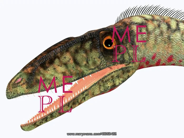 : Coelophysis dinosaur head : Coelophysis dinosaur head