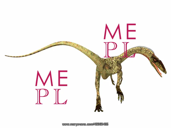 : Coelophysis dinosaur, rear view : Coelophysis dinosaur, rear view