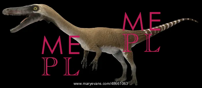  : Coelophysis dinosaur, side view on black background