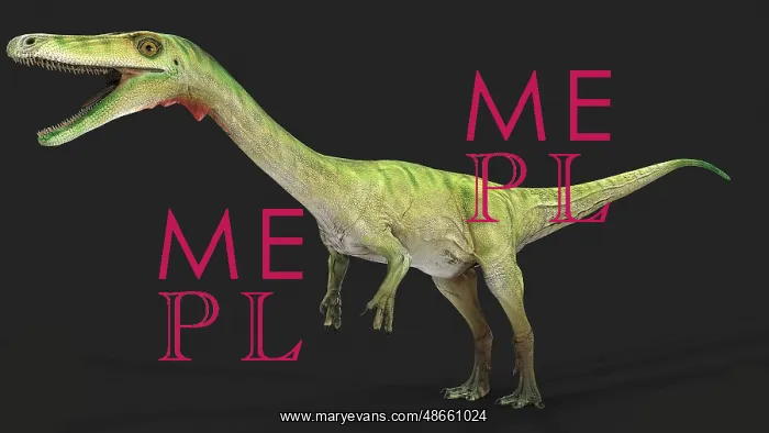  : Coelophysis dinosaur, side view on gray background