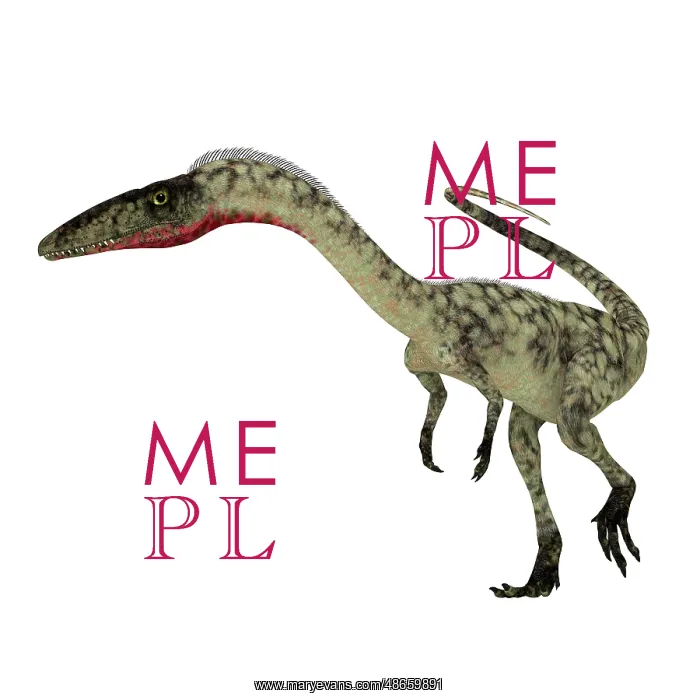 : Coelophysis dinosaur, side view on white background : Coelophysis dinosaur, side view on white background