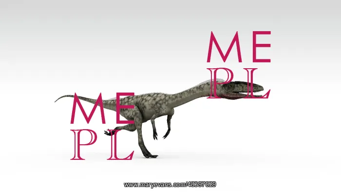 : Coelophysis dinosaur, white background : Coelophysis dinosaur, white background