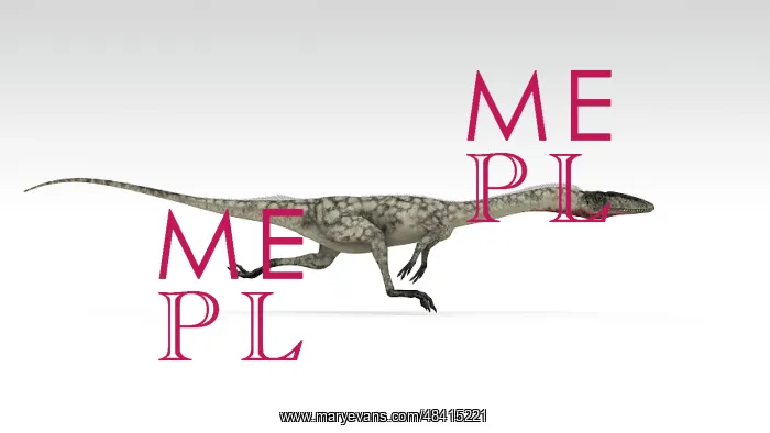  : Coelophysis dinosaur, white background