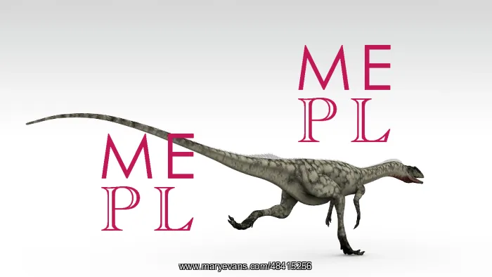 : Coelophysis dinosaur, white background : Coelophysis dinosaur, white background