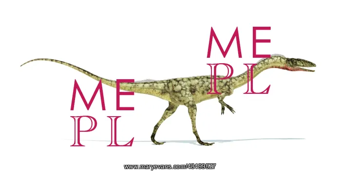 : Coelophysis dinosaur on white background : Coelophysis dinosaur on white background