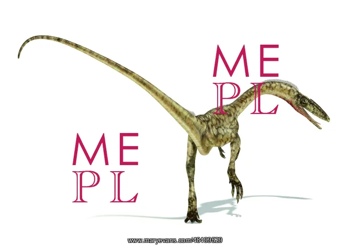 : Coelophysis dinosaur on white background : Coelophysis dinosaur on white background
